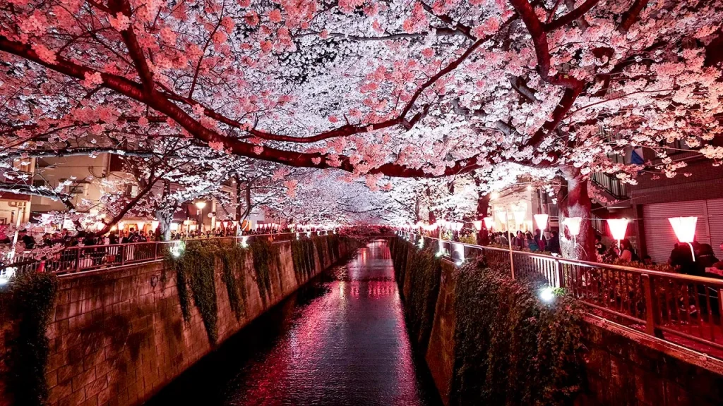 SAKURA ĐÊM